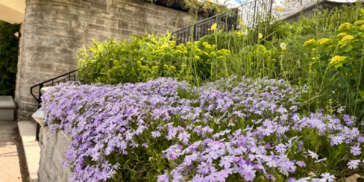 加拿大皇家植物園