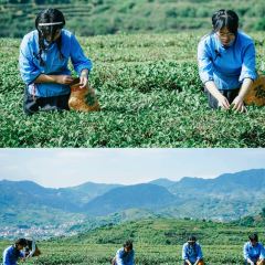 快乐番薯(安溪虎邱洪恩岩店) User Photo