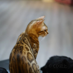 猫咪森林 User Photo