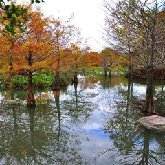 Pine Tree Lake User Photo