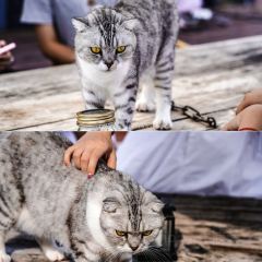 猫台咖啡 User Photo