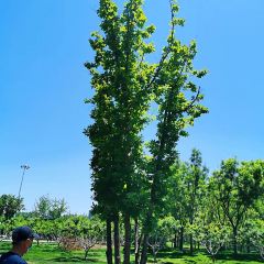 Xiaoyameishicun 여행 사진