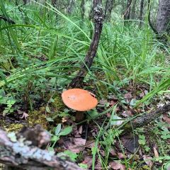画山藏餐 User Photo