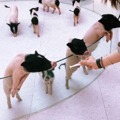 CloudTown天空小镇•星空派对火锅 User Photo