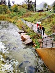 Port Hope Fish Ladder