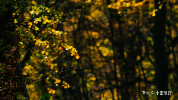 Stenshuvud's National Park