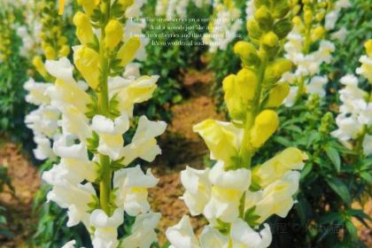百花家园馨逸音乐餐厅