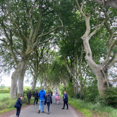 The Belltower, Dark Hedges Estate ảnh của người dùng