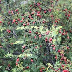 Xueyucangjia Hot Pot (zong) 여행 사진