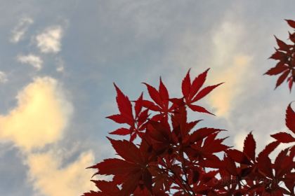 如家商旅酒店(宜宾长宁蜀南竹海客运中心店)·餐厅