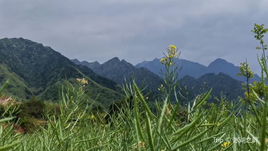 桐花沟位于陕西蓝田。4月16日。西安出发，导航桐花沟。沿着白