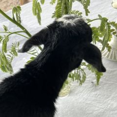 羊圈餐厅 User Photo