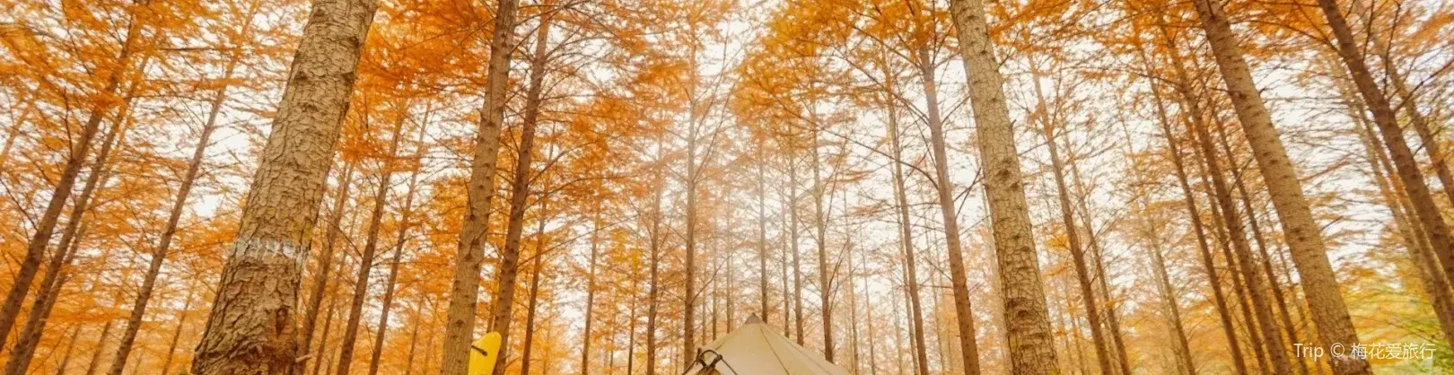 Fall Viewing Attractions