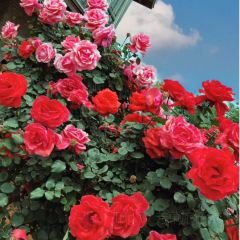 Wanhuagu Rose Manor User Photo