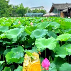 Xue Tao · In the Yard User Photo