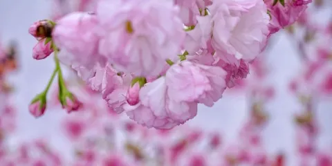 圓明新園
