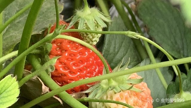 Strawberry Picking in Baoding