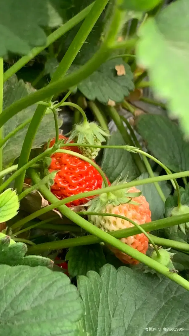 保定採摘士多啤梨