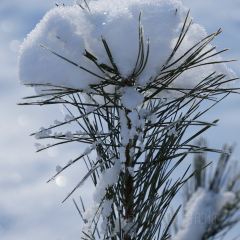 长白山万达喜来登度假酒店·大堂吧 User Photo