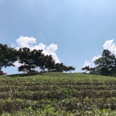 Xinlongshengtaiyuan User Photo