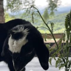羊圈餐厅 User Photo