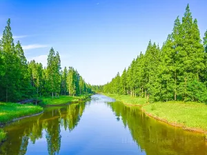 Dongtai Huanghai Forest Park