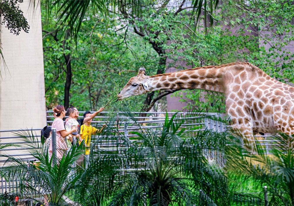 Top 20 Family-friendly Attractions in Chongqing