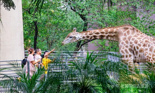 Chongqing Zoo