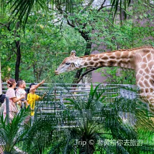 Chongqing Zoo