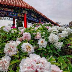 Caozhoumudanyuanhong Soup Lamb Restaurant User Photo