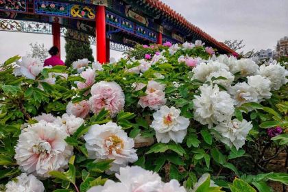 Caozhoumudanyuanhong Soup Lamb Restaurant