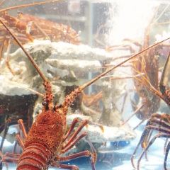 紫陽海鮮樓·福州菜（金洲南路店）張用戶圖片