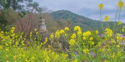 樹下宮