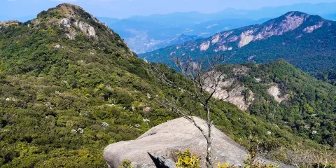 老虎頭