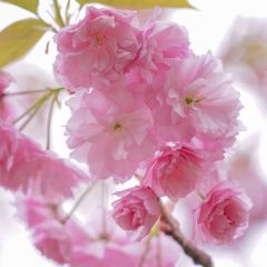 Qingchuanjiarijiudian·huwaijiangpanzizhucan User Photo