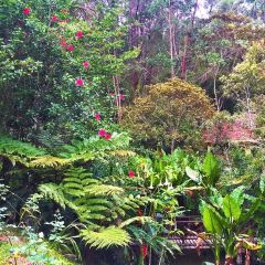 Vakona Forest Lodge User Photo