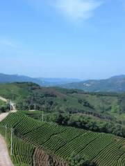 Jiyun Mountain Tea Plantation