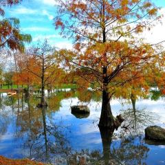 Pine Tree Lake User Photo