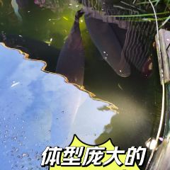 勐·波兰傣泐传统文化主题园 User Photo