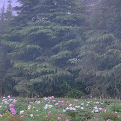 Caozhoumudanyuanhong Soup Lamb Restaurant User Photo