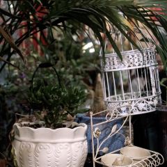 光合作用咖啡厅 User Photo