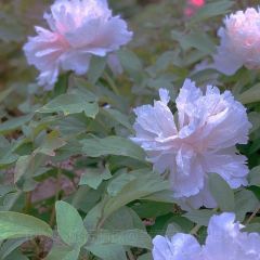 Caozhoumudanyuanhong Soup Lamb Restaurant User Photo