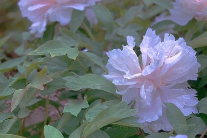 Caozhoumudanyuanhong Soup Lamb Restaurant