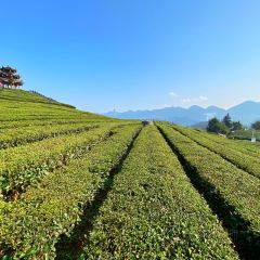 伍家台貢茶張用戶圖片
