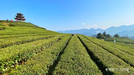 伍家台贡茶