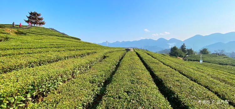 伍家台贡茶