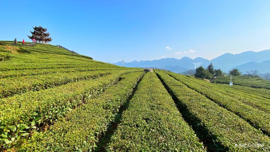 伍家台贡茶(兴隆大道店)