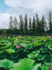 魚鳥河公園