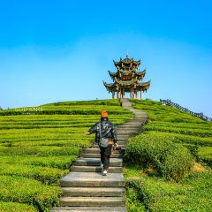 伍家台貢茶張用戶圖片