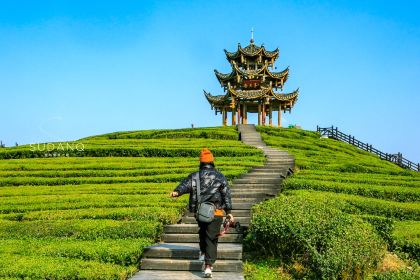 伍家台贡茶(兴隆大道店)